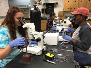 students look through microscopes to work with developing sea urchins