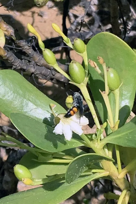 bee on plant