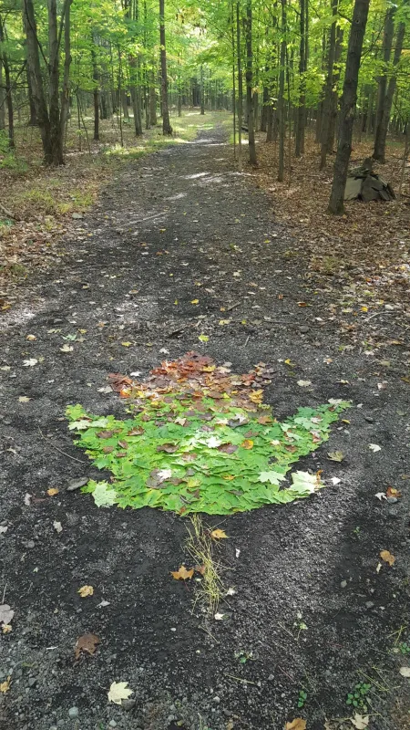 A Red Maple tree in IC Natural Lands