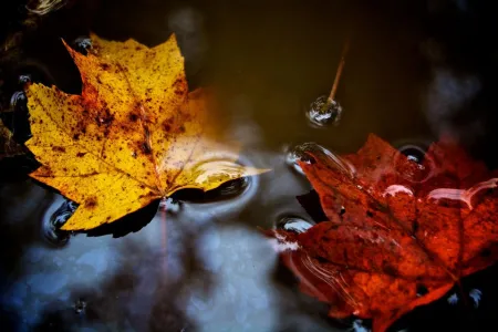 Portrait of Maple Leaves