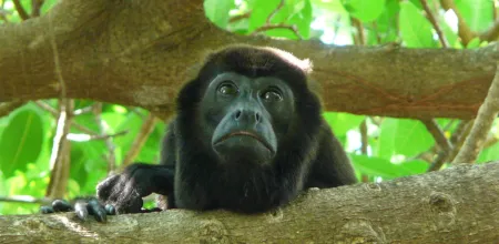 An male mantled howler monkey in a tree. 