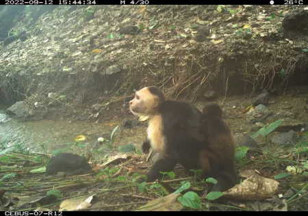 A male capuchin monkey carries a baby howler monkey on its back. 