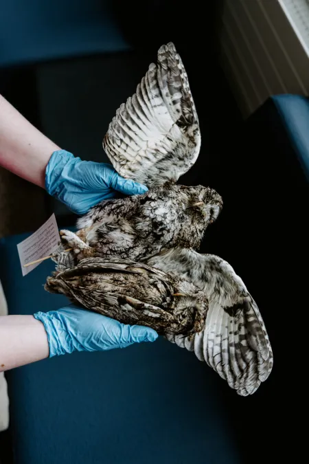 An owl study skin specimen.