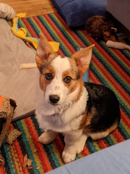 Small brown, black and white dog on a colorful rug surrounded by dog toys.