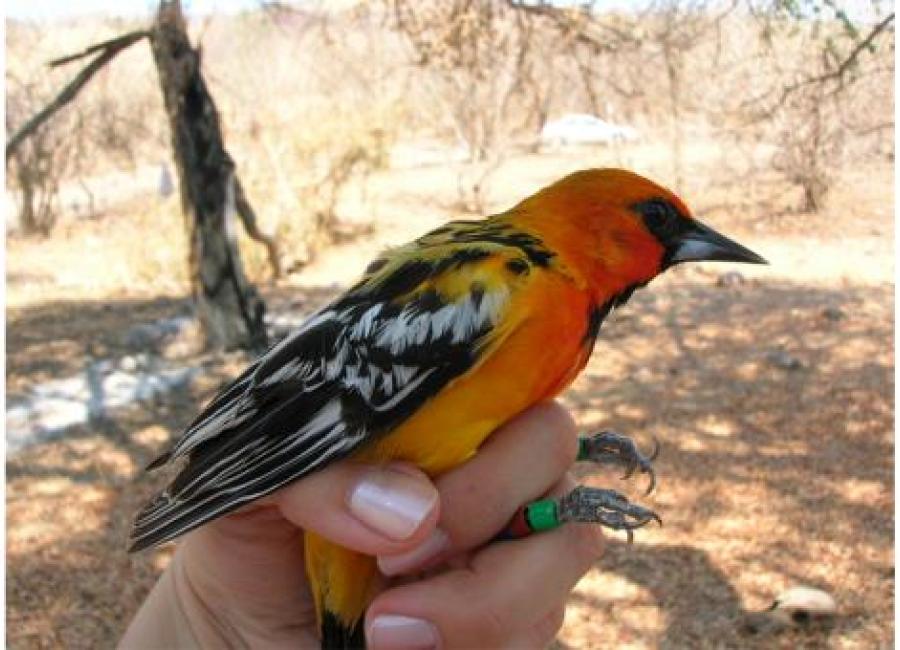 Bird being hand held