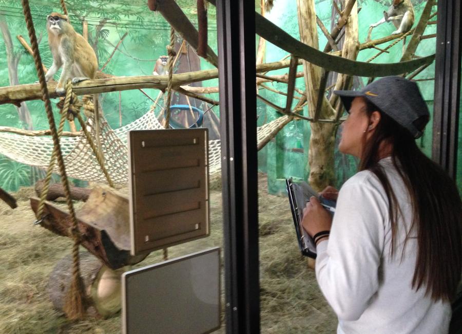 IC student learning primate behavioral data collection at zoo