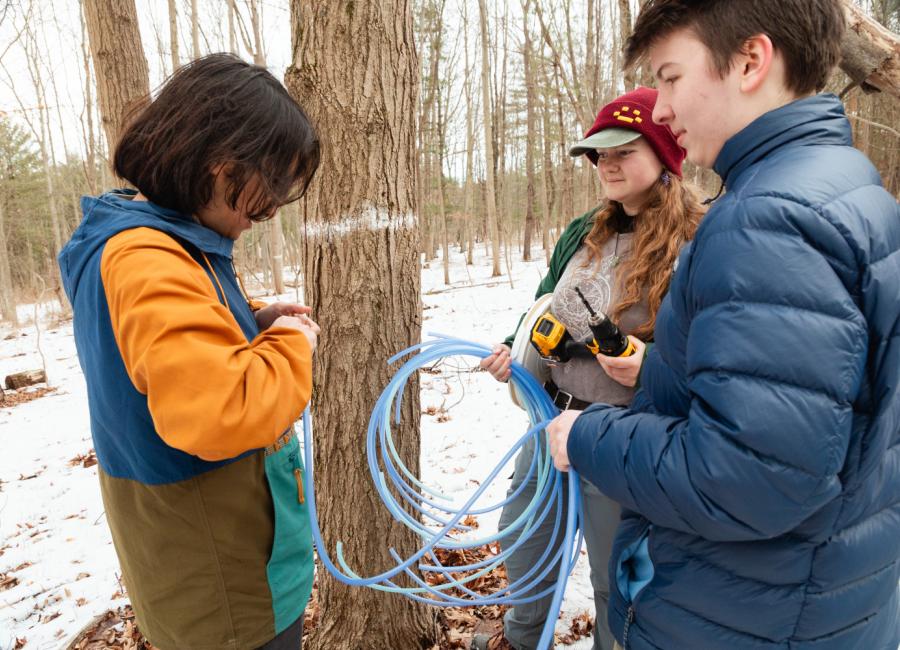 three students work to tap a maple tree