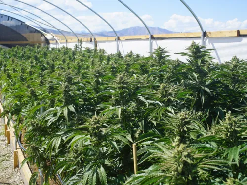 Marijuana growing in a greenhouse
