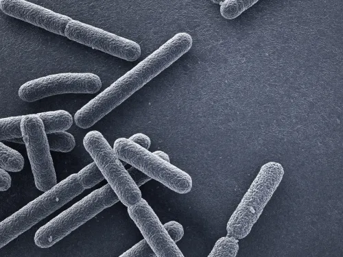 E. Coli bacteria