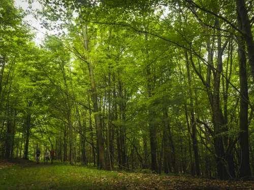 People walking in the woods