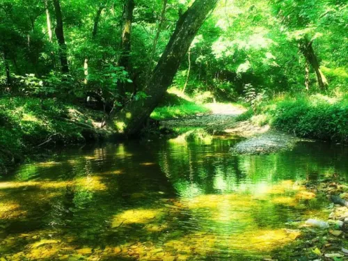 river in a forest