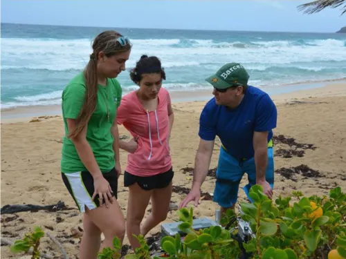 three people on a beach looking at equipment and a row of plants
