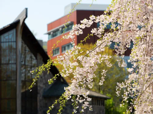 Trees and building