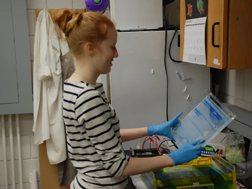 A student looks at a large protein gel