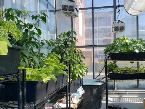 Aquaponics
