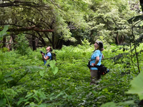 Two scientists observe wildlife in the jungle.