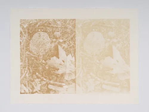 The other is title: Recursive: Walden,<\/em> oak gall pigment from collected oak galls around Walden Pond, 30 x 22" edition of 4 c/o the artist