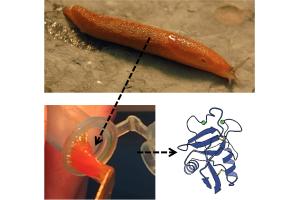a slug, slug glue in a tube, and a diagram of a slug glue protein