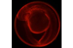 a red-dyed fish embryo on a black background