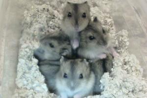 four dwarf hamster pups in a huddle