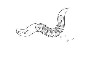 drawing of a clear worm and its internal organs