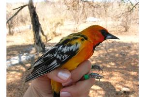 a red-orange and black bird held by its feet