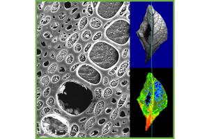 black and white leaf cells next to two false-color images of leaves