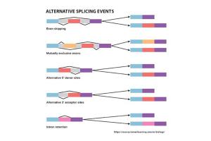 diagram of alternative gene splicing