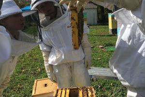 Honey bee work