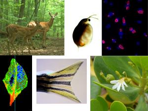 montage of deer, waterflea, cells, a false-color image of a leaf, a fish tail, and a flower