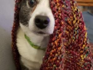Brown and white dog with red crocheted afghan draped over head, covering left eye
