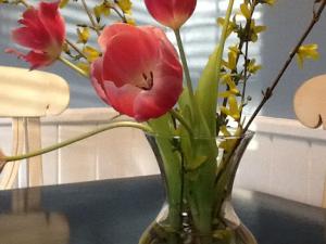 Clear glass vase containing 4 dark pink tulips plus several short branches of yellow forsythia