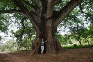The massive, more than 500 year old ceiba tree in Sabana Grande, Nicaragua--a symbol of resilience