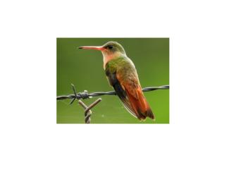 Cinnamon Hummingbird sitting on a branch
