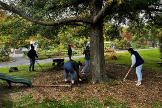 Students raking under a tree