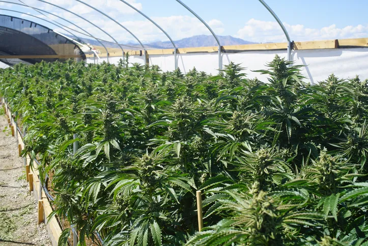 Marijuana growing in a greenhouse
