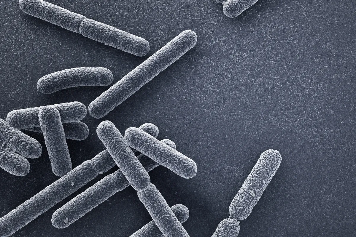 E. Coli bacteria