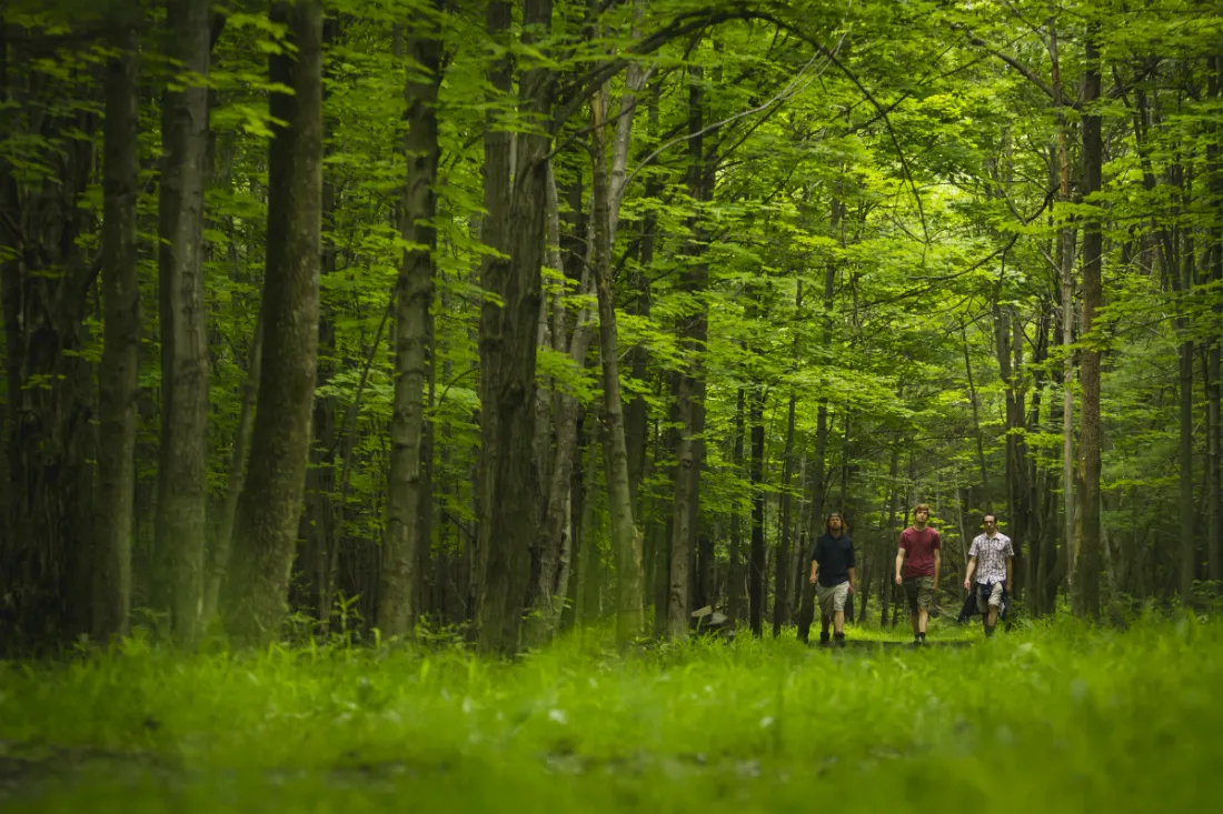 A group of people walking through the woods