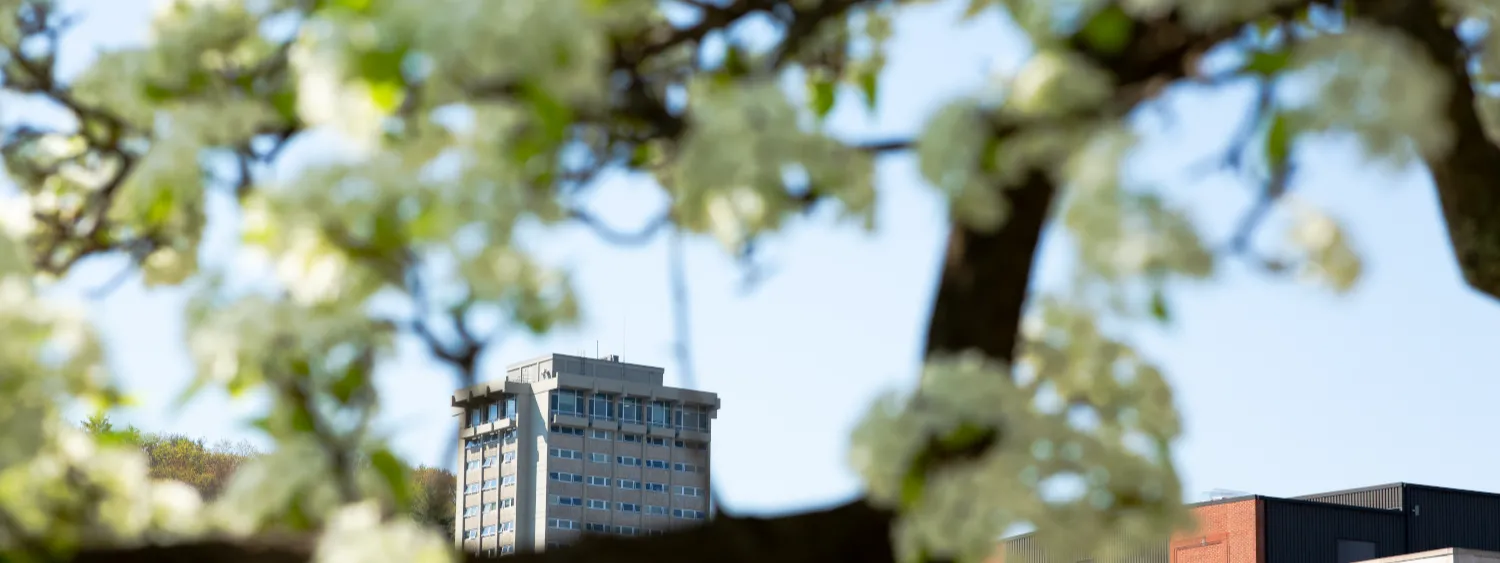 East tower in distance with tree blossoms in front