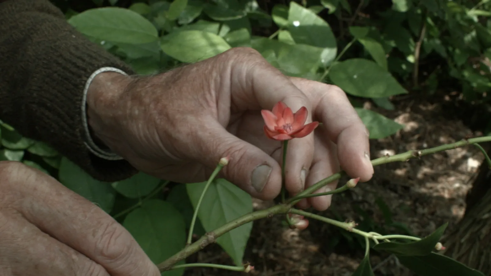 7 walks with mark brown