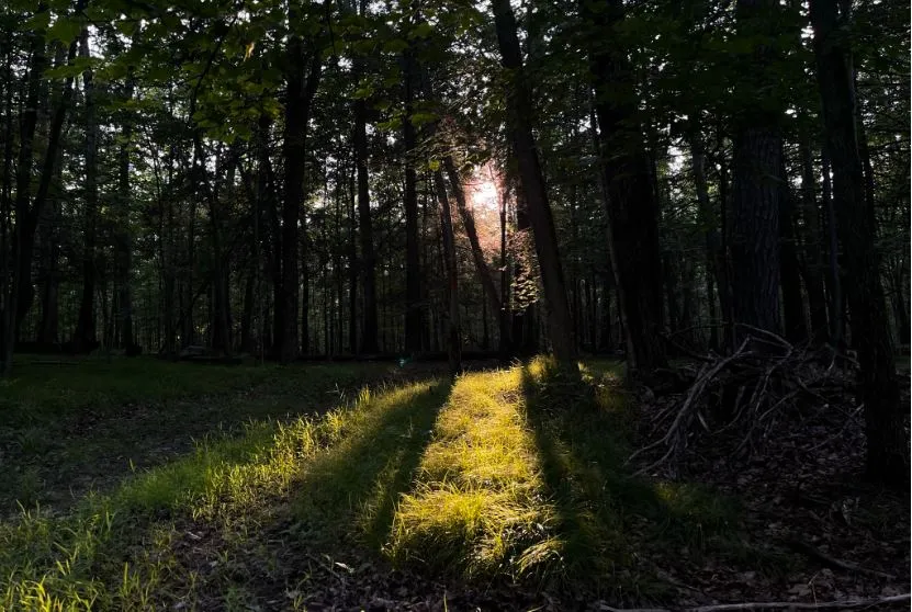 Portrait of IC Natural Lands