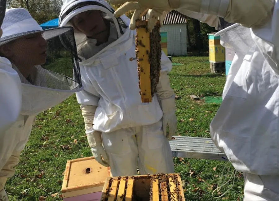 Jason Hamilton working with Bees