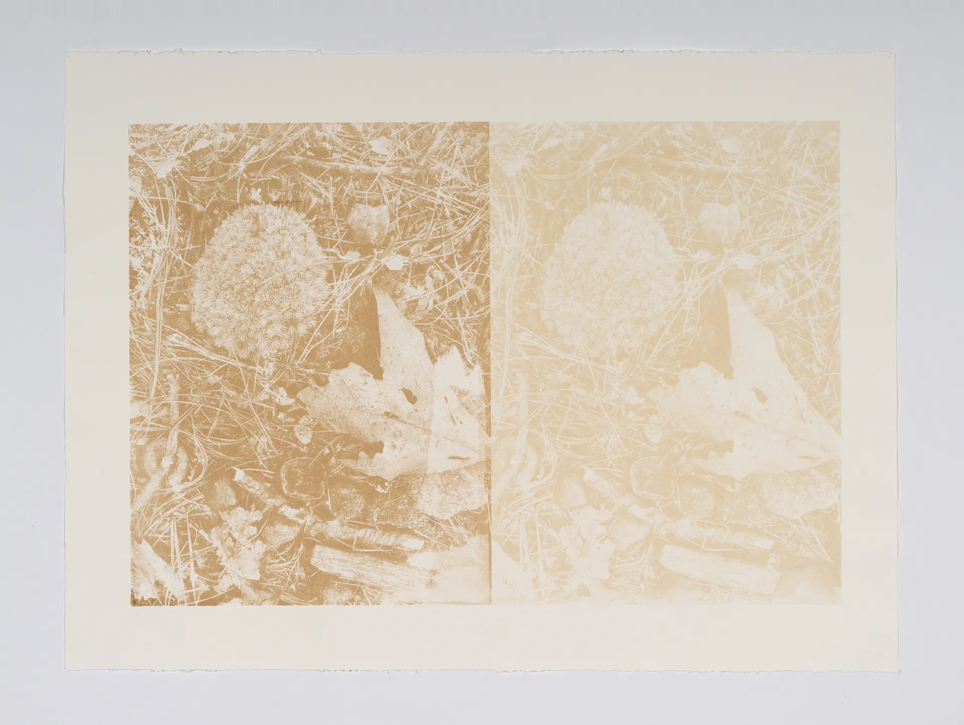 The other is title: Recursive: Walden, oak gall pigment from collected oak galls around Walden Pond, 30 x 22" edition of 4