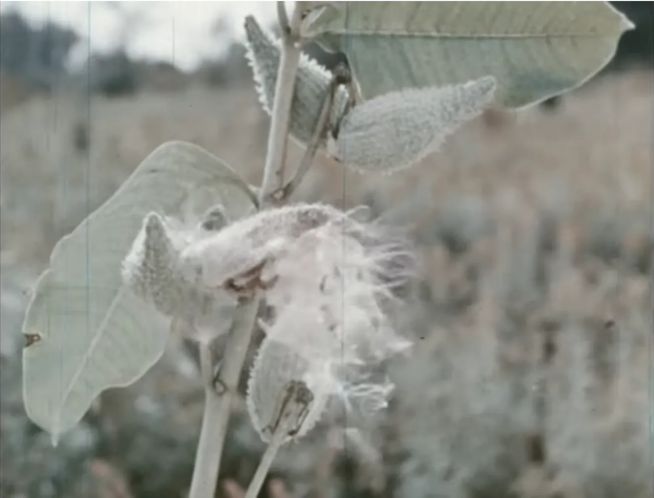 milkweed