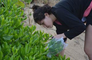 a woman bends over to examine succulent plants on a beach