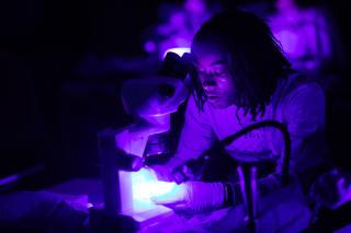 A student in a dark room sits lit from below by the white spot on their microscope.  The room is bathed in deep purple light.