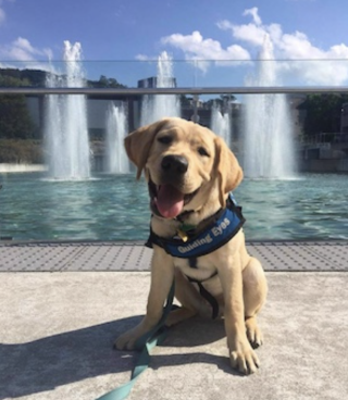 Puppy in front of fountains
