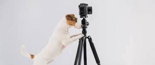 Dog with a camera.