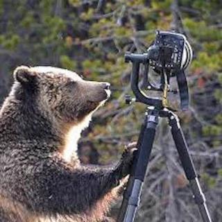 bear with camera