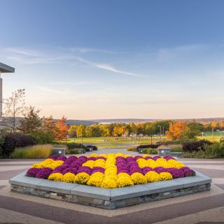 mums on Ithaca College campus